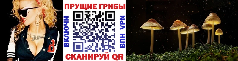 Псилоцибиновые грибы прущие грибы  Купить где  Шагонар 